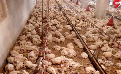 اولین مرغداری تخم‌گذار در شهرستان سیب و سوران احداث می‌شود