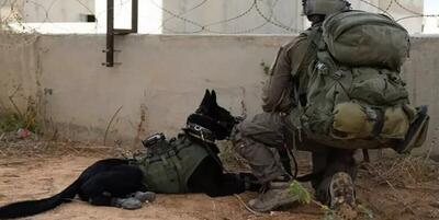 حمله سگ‌های ولگرد، غافلگیری جدید ارتش اسرائیل در غزه