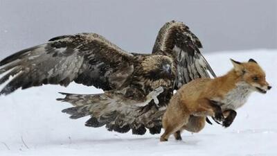 لحظه حیرت‌انگیز از جنگ خونین عقاب با یک روباه (فیلم)