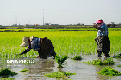 افزایش تولید محصول برنج در گرو شخم زمستانه