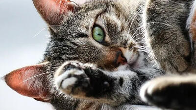 تلاش نفسگیر برای نجات یک گربه  + فیلم