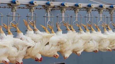 ببینید کشتارگاه‌ها چگونه هزاران مرغ را در ساعت بسته بندی می‌کنند (فیلم)