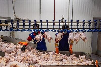 مرز گرانفروشی مرغ مشخص شد | اقتصاد24