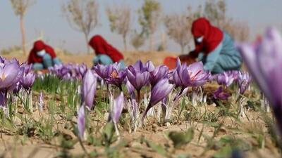 (ویدئو) افغان‌ها چگونه هزاران کیلو زعفران را پس از کشت و برداشت، فرآوری می‌کنند