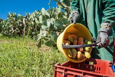 فرآیند کشت ، برداشت و بسته بندی صدها تن میوه کاکتوس در آمریکای جنوبی (فیلم)