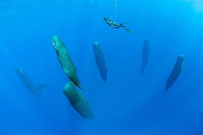 چالش بزرگ پستانداران دریایی؛ چرت زدن زیر آب