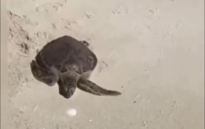 لاکپشت سبز جزیره کیش بعد از عمل جراحی | تصاویر