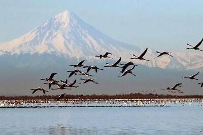 ایران میزبان ۵ درصد از پرندگان مهاجر جهان است