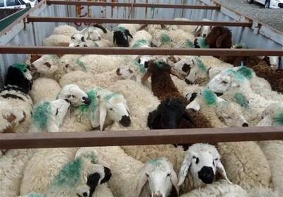 کشف ۱۶۰ رأس گوسفند سرقتی در حاشیه شهر مشهد