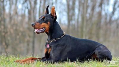 سریع ترین سگ شکاری جهان با قدرت بویایی منحصر به فرد+ فیلم