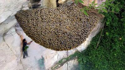 فرآیند برداشت خطرناک عسل وحشی از روی صخره توسط دو شکارچی سنگاپوری (فیلم)