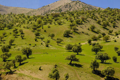 طبیعت زمستانی ایلام