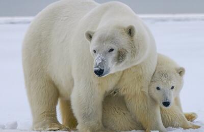 فیلم| یک روز از زندگی یک خرس قطبی