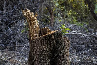 ماجرای قطع درختان در پادگان ۰۶ تهران | اقتصاد24