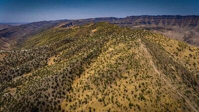 ۱۰۰ هکتار به عرصه‌های بزرگترین جنگل پسته وحشی خاورمیانه افزوده می‌شود
