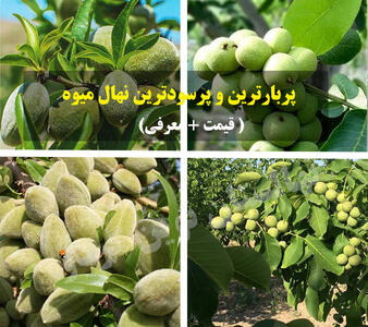 فروش 2 نهال اصلاح شده با باردهی خوشه‌ای (لیست قیمت)