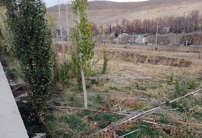 قطع درختان پادگان ۰۶ ارتش در تهران/ درخت بری به جای درختکاری | رویداد24