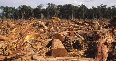نشانه گذاری درختان خطرساز و شکسته در جنگل های مازندران