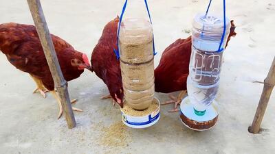 ساده‌ترین راه برای ساخت دانخوری و آب خوری مرغ‌ها با بطری (فیلم)