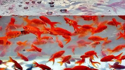 ماهی قرمز عید نوروز را در منابع آبی طبیعی رها نکنید