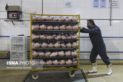 پیش‌بینی تامین ۵۰۰۰ تن گوشت منجمد مرغ در خراسان رضوی