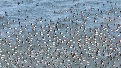 یخ زدن غم‌انگیز هزاران پرنده در یک دریاچه | رویداد24