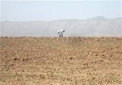 خسارت 100 درصدی خشکسالی به محصول گندم در اراضی دیم استان بوشهر - تسنیم