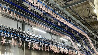 (ویدیو) فرآیند پخت هزاران مرغ کامل در یک کارخانه کره‌ای