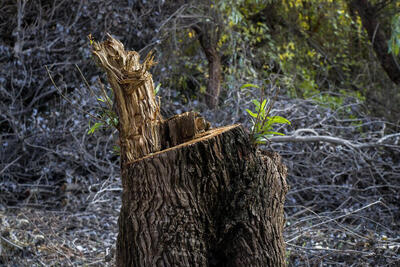 واکنش ارتش به خبر قطع درختان پادگان ۰۶ | درختان جا به جا شده‌ اند؟