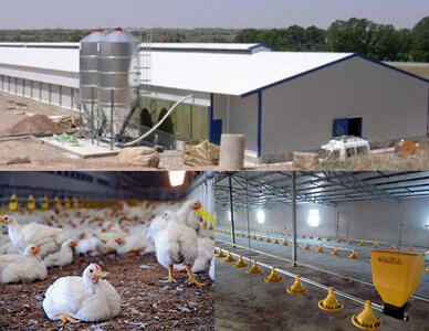 ارزش اقتصادی صنعت مرغداری چهارمحال و بختیاری ۳۰ هزار میلیارد ریال است