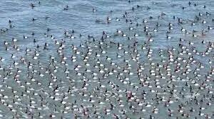 یخ زدن هزاران پرنده در دریاچه ای در چین+ فیلم