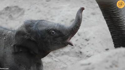 (ویدئو) تولد نادر یک بچه فیل در باغ وحش