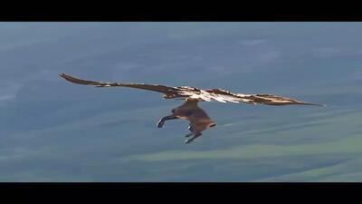 (ویدئو) پرواز آهو و عقاب بر فراز آسمان!