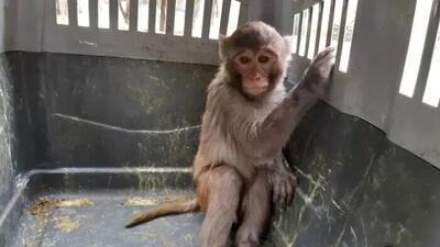 اقدام عجیب در باغ وحش زاهدان / نگهداری میمون و پرندگان در یک قفس / فیلم
