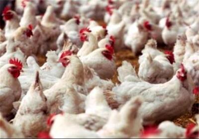 پیش بینی تولید مرغ در فروردین 1403 | آخرین وضعیت بازار مرغ در آخرین ماه سال