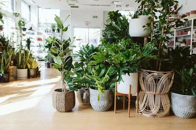 گیاهان آپارتمانی که به شما خوابی رویایی هدیه می‌دهند + عکس