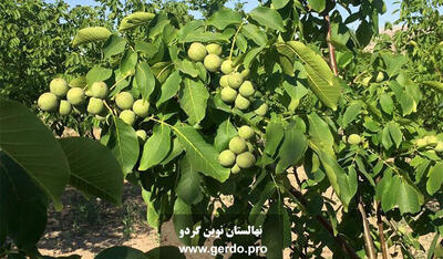 نهال گردو اصلاح شده سردسیری و گرمسیری با باردهی یکساله و تناژ بالا