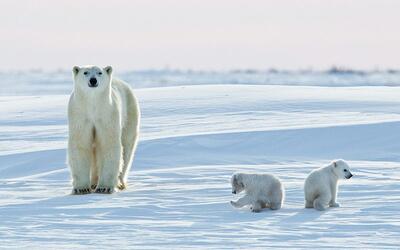 خرس‌های قطبی اواسط قرن را نخواهند دید!/ پیش‌بینی تایم | خبرگزاری بین المللی شفقنا