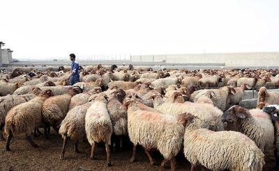 مدیرعامل اتحادیه دام سبک: کشتار دام، نسبت به سال قبل ۱۸ درصد کاهش یافته