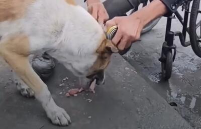 (ویدئو) غذا دادن معلول فلسطینی به سگ ولگرد پربازدید شد