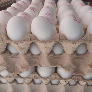 تخم مرغ را چند بخریم؟