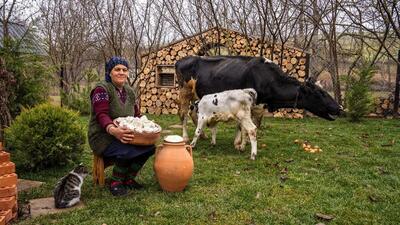 فرآیند تهیه کره و پنیر با شیر تازه گاو توسط بانوی روستایی آذربایجانی (فیلم)