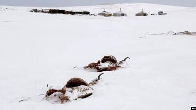 سرمای ‌کم‌سابقه در مغولستان؛ دست‌کم دو میلیون دام و حیوان تلف شدند