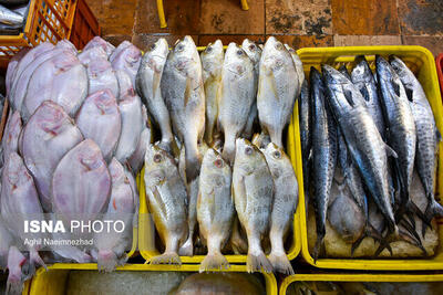 کشف ۴ تن ماهی صیدشده غیرمجاز در آب‌های شمالی خلیج فارس