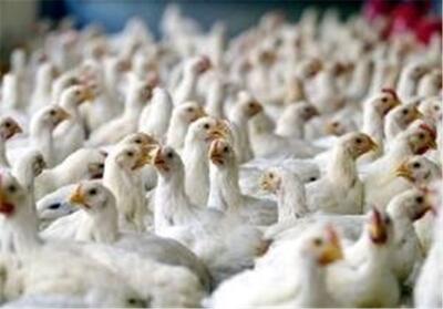تولید 4000 تن گوشت مرغ در بوشهر ویژه نوروز و ماه رمضان - تسنیم