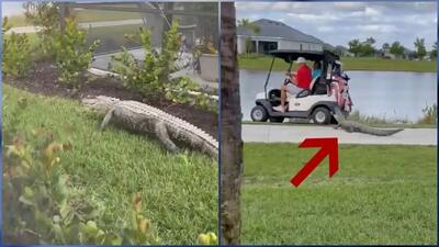 حمله وحشتناک یک تمساح به ماشین گلف (فیلم)