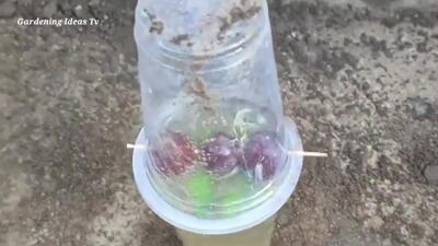 (ویدئو) یک روش درخشان برای پرورش دانه انگور در خانه و تبدیل آن به درخت