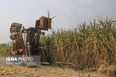 ظرفیت ۲ و نیم میلیون تنی علوفه در مزارع خوزستان