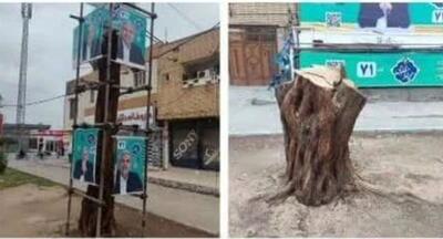 قطع درختان تنومند برای بهتر دیده شدن ستاد انتخاباتی در بهبهان