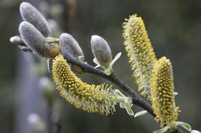 خواص درمانی بیدمشک در طب سنتی (فیلم)